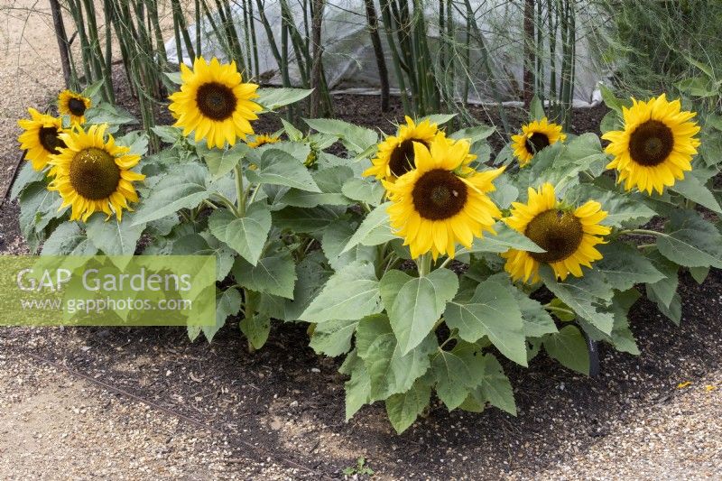 helianthus sunflower 'little dorrit'