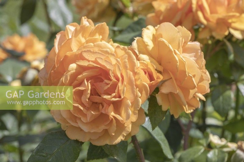 Rosa Rose 'Golden Beauty' KORberbeni