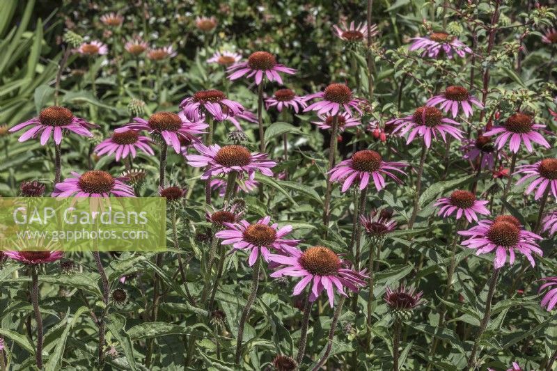 Summer border planted with echinacea purpurea 'rubinstern' coneflower