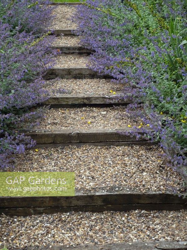 Nepeta Catmint bordering  steps to garden  July Summer