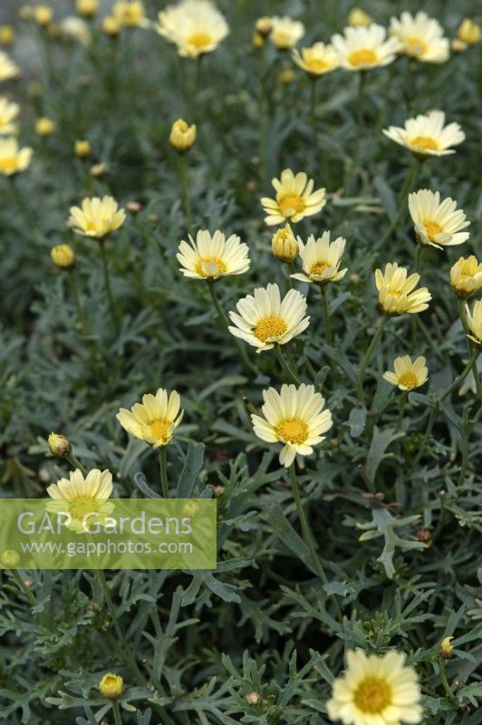 Argyranthemum frutescens 'Molimba Maggy pastel yellow' marguerite 