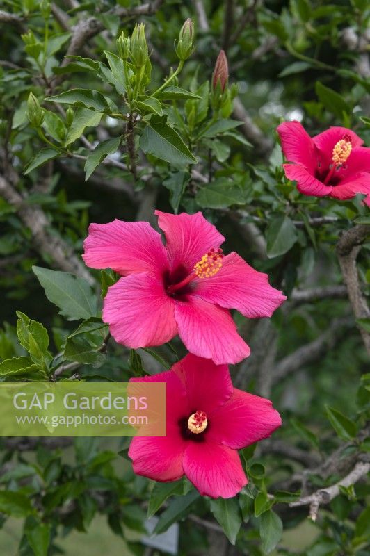 Hibiscus rosa sinensis 'Blaurot mit auge'