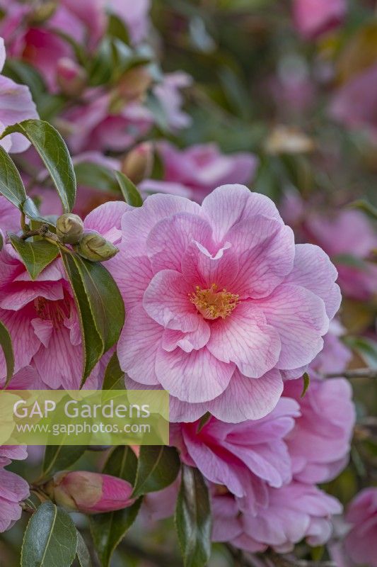 Camellia x williamsii 'Donation' flowering in Spring - March