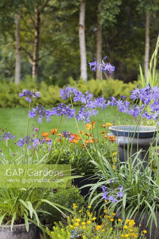 A collection of pots with Agapanthus 'Northern Star' and  Delosperma 'Suntropics Yellow' around bird bath - Cheshire - July