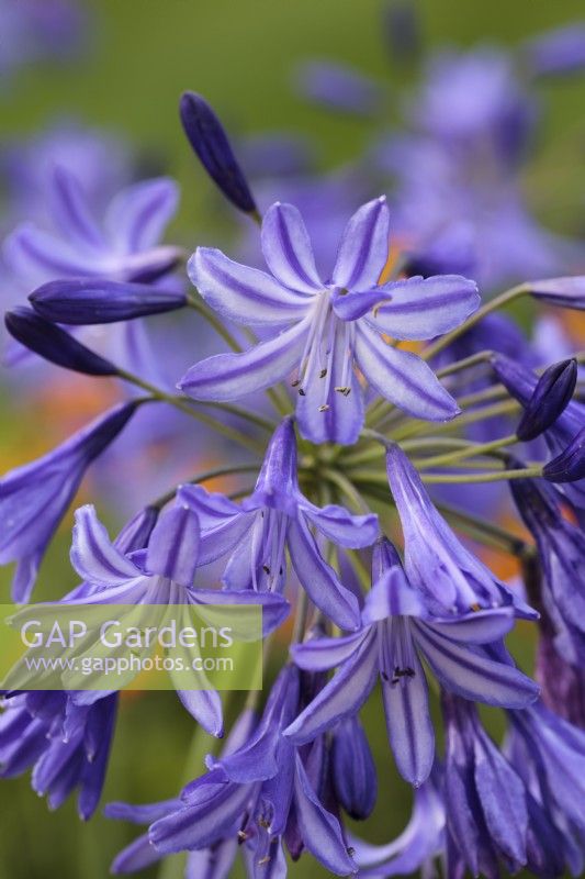 Agapanthus 'Northern Star' - african lily