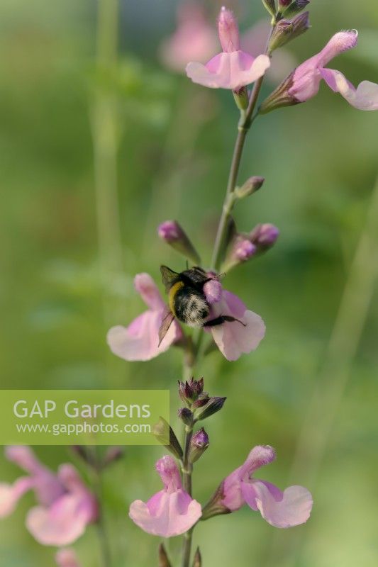 Salvia Lara with Bombus lucorum - the white-tailed bumblebee