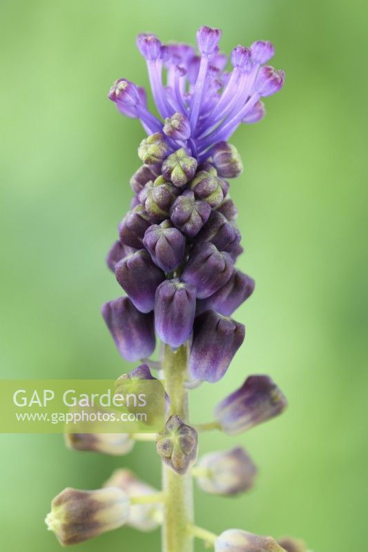 Muscari comosum  Tassel hyacinth  Grape Hyacinth  May