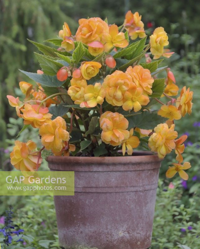A single plug plant of Begonia Illumination Apricot Shades planted in March will fill a 15 litre pot by midsummer - July
