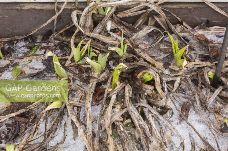 Hemerocallis - Daylily plants emerging through ice and snow in border in early spring.