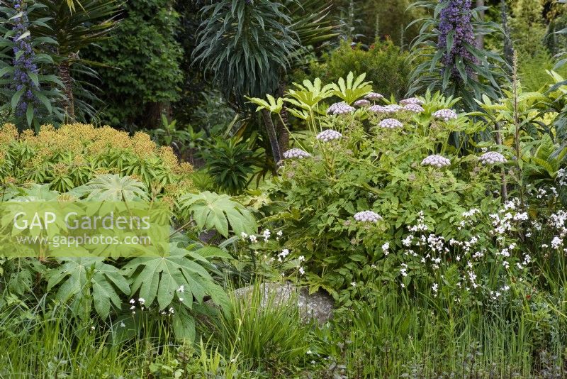 Marginal planting beside a pond in a Cornish garden in May including Tetrapanax papyrifer 'Rex', Melanoselinum decipiens and libertias