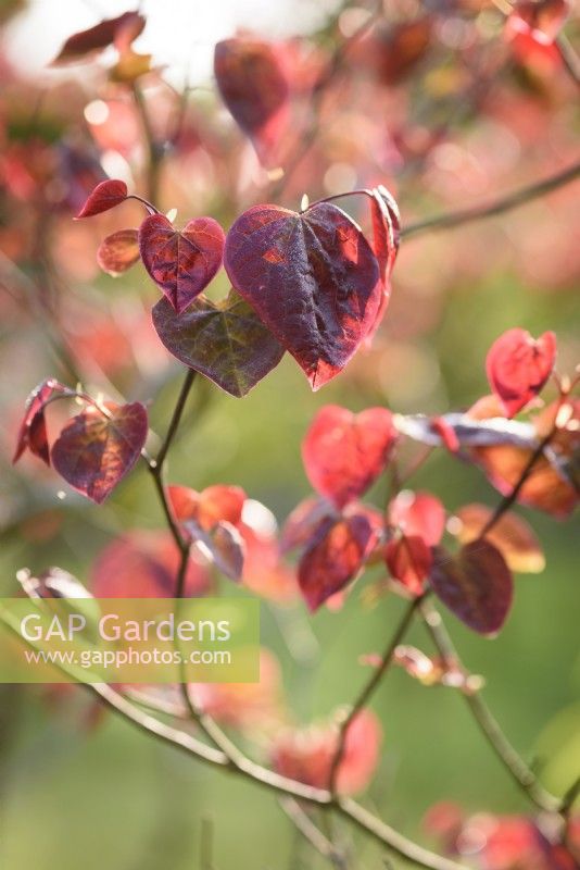 Cercis canandensis 'Forest Pansy' in May