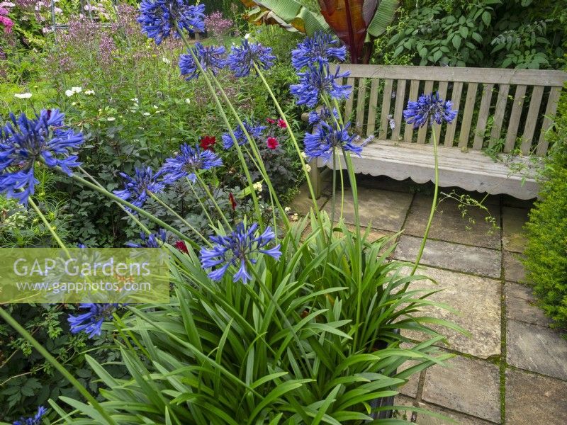 Seating area and potted Blue Agapanthus July Summer