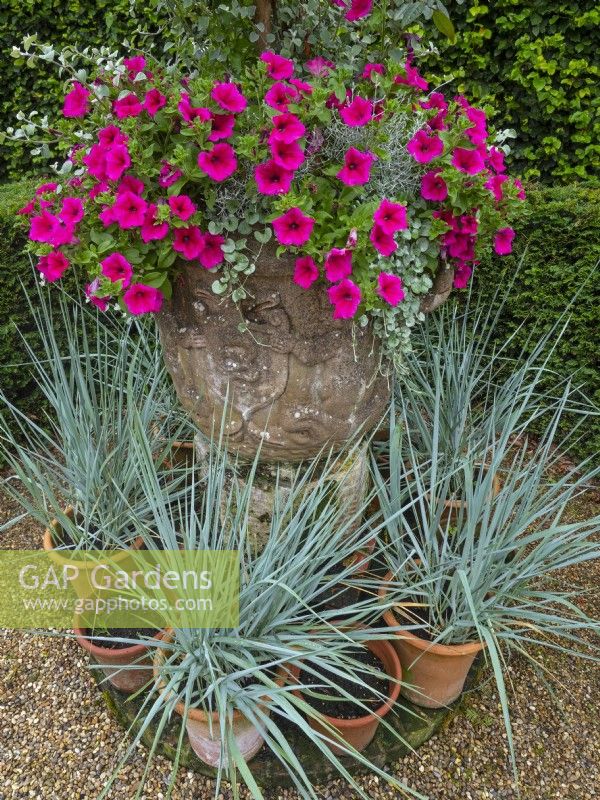 Elymus hispidus and Pink Petunias  in decorative terracotta pot Summer July 