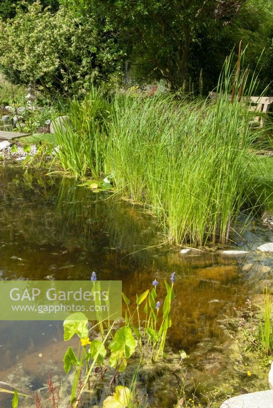 Marginal plants around edge of garden pond including Pontederia cordata and Typha latifolia - Open Gardens Day, Worlingworth, Suffolk