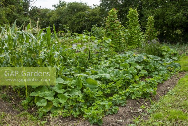 Crops in kitchen garden of country house including Strawberries, Squashes, Sweetcorn and Runner Beans