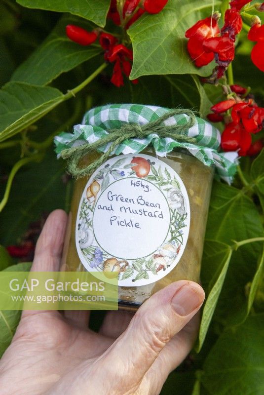 Jar of homemade Green Bean and Mustard Pickle held against Runner Bean plants