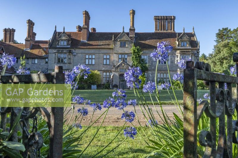 Agapanthus africanus flowering either side of iron gates in front of a country house in summer - July