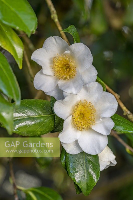 Camellia x williamsii 'Francis Hanger' flowering in Spring - March