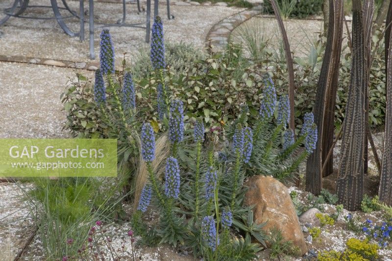 Echium candicans, Pride of Madeira, in The HomeAway Garden at RHS Malvern Spring Festival 2023