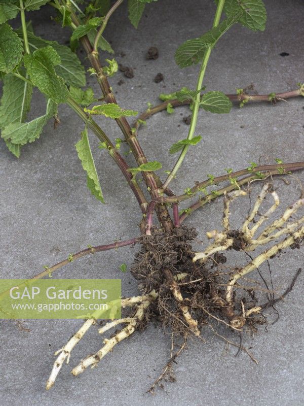 Garden mint spreading root system