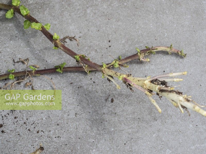 Garden mint spreading root system