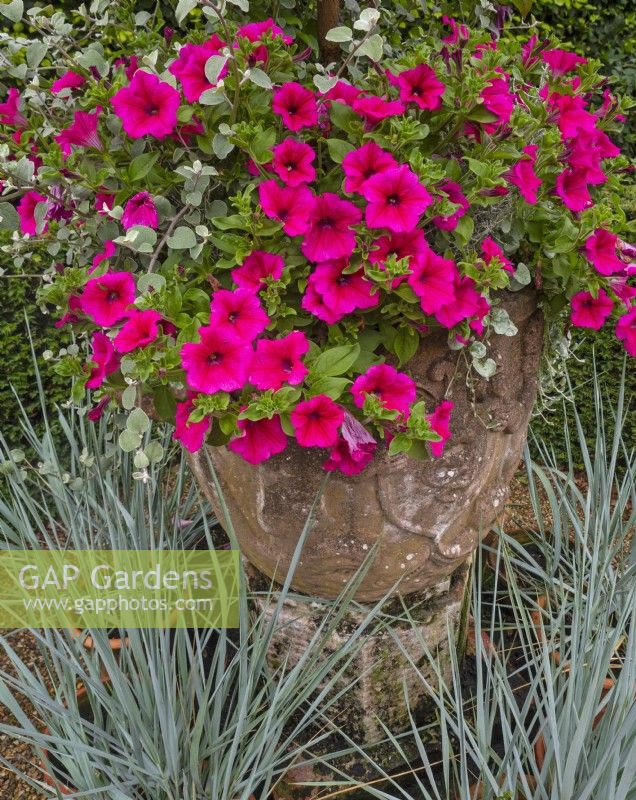 Elymus hispidus and Pink Petunias  in decorative terra cotta pot Summer July 