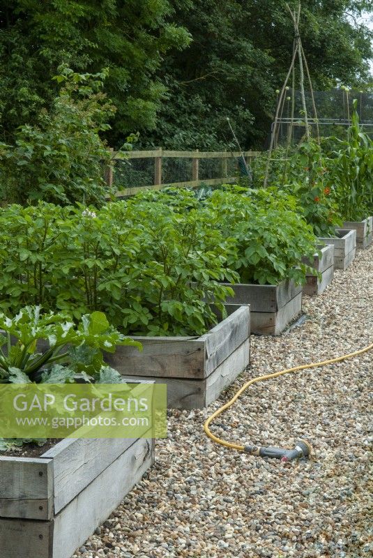 Raised beds of vegetables including Courgettes, Solanum tuberosum and Phaseolus coccineus with shingle path and watering hose - Open Gardens Day, Worlingworth, Suffolk