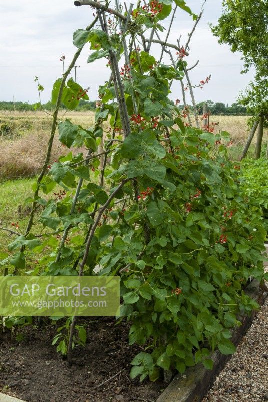 Phaseolus coccineus growing on rustic hazel bean poles - Open Gardens Day, Worlingworth, Suffolk