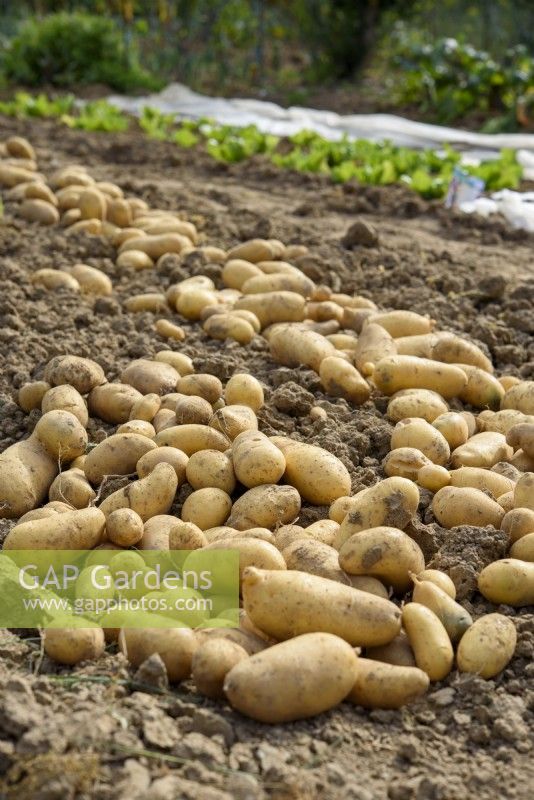 Solanum tuberosum - 'Charlotte' potatoes laid out to dry on soil before storage