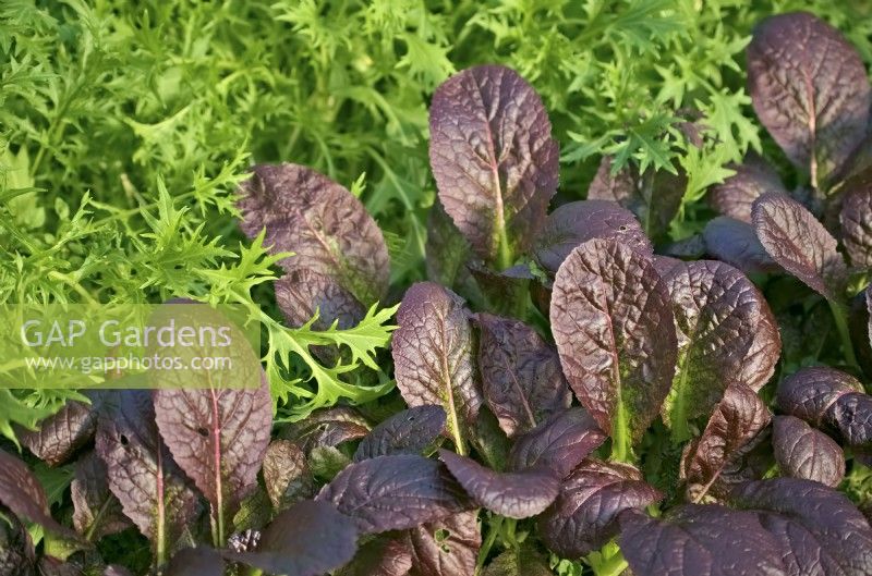 Mustard Red Lion - Brassica oleracea - Botrytis Group - 'Red Lion' with Green Mizuna -  Brassica rapa var. niposinica growing under protection for early spring cropping