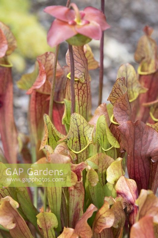 Sarracenia x chelsonii -  Pitcher plant
