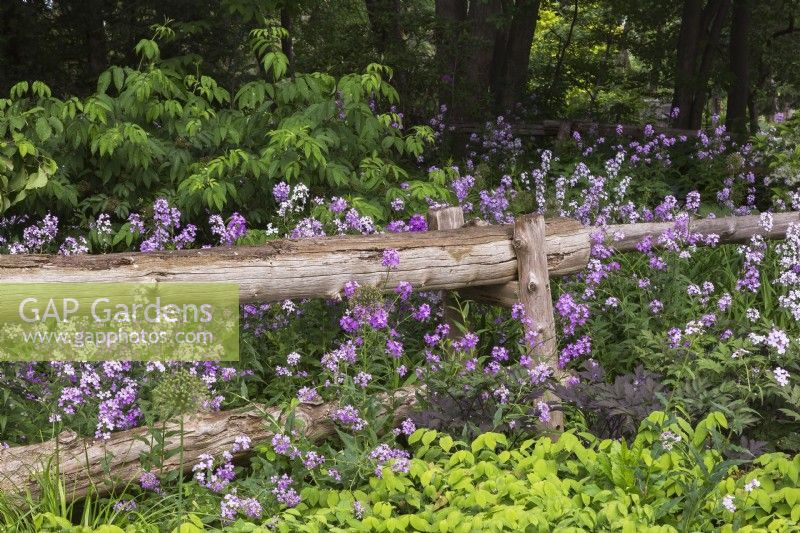 Pink and mauve flowering Phlox in border with log fence in spring, Centre de la Nature, Laval, Quebec, Canada.