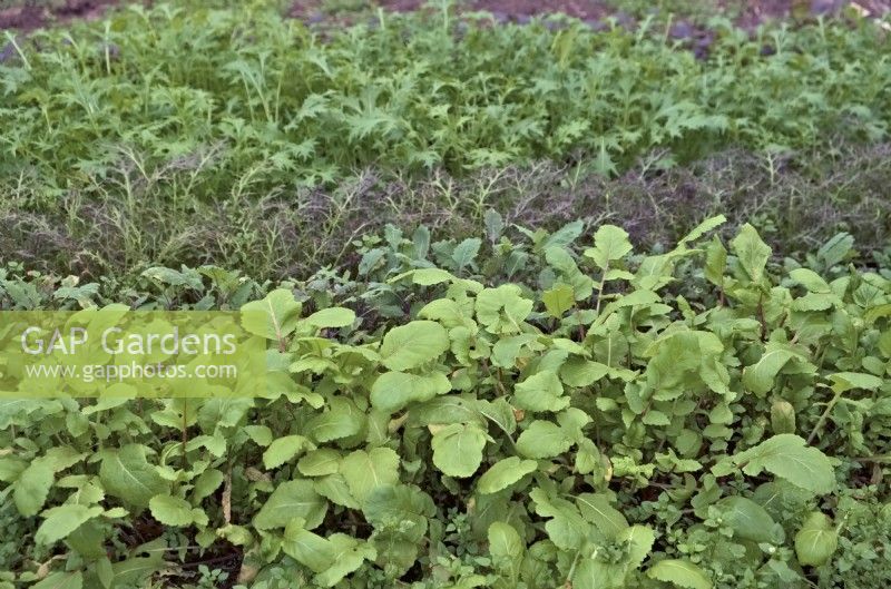October sown winter salads from front to back Radish Raphanus sativus 'China Rose', Brassica oleracea - Sprouting Kale, Mizuna Red Streaked and Green Mizuna -   Brassica rapa var. niposinica grown under cover