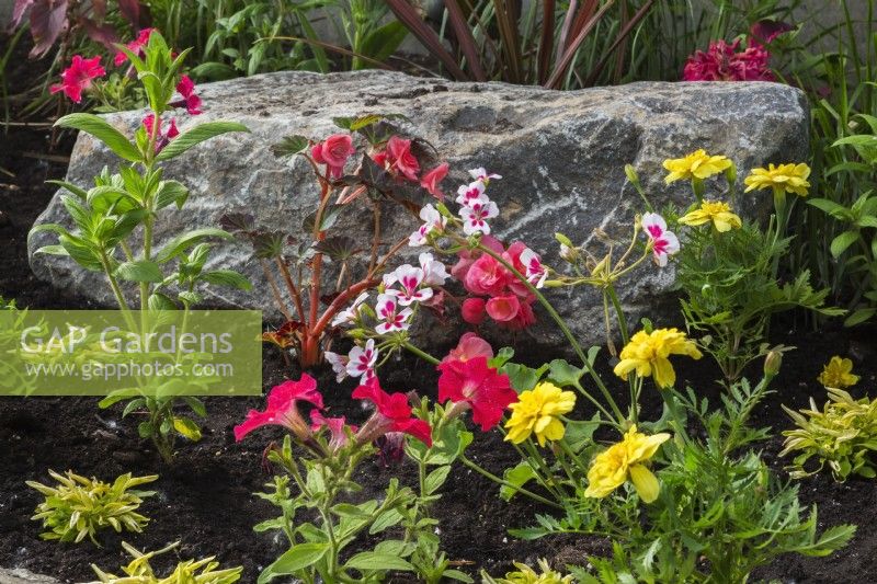 Yellow Tagetes - Marigold, red Petunia, pink Begonia, white and pink Geranium - Cranesbill, Nicotiana - Tobacco Plant in border in spring.