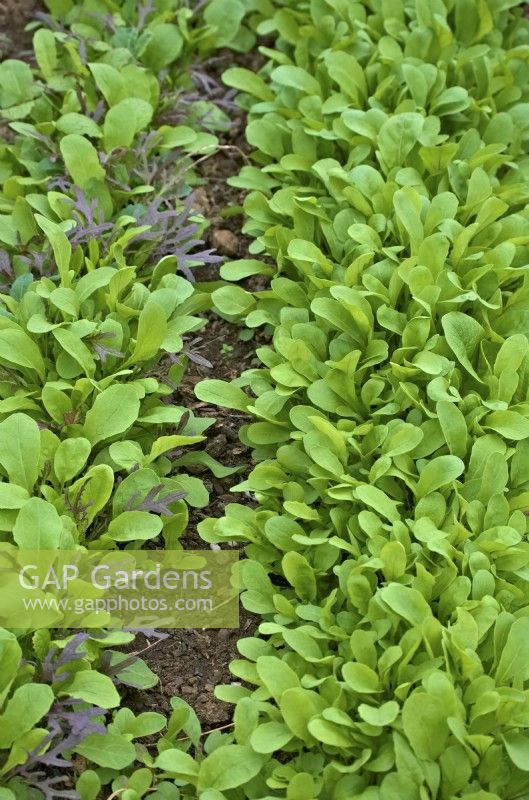 Salad mix on left with Rocket - Eruca vesicaria - protected crop for an early salad picking