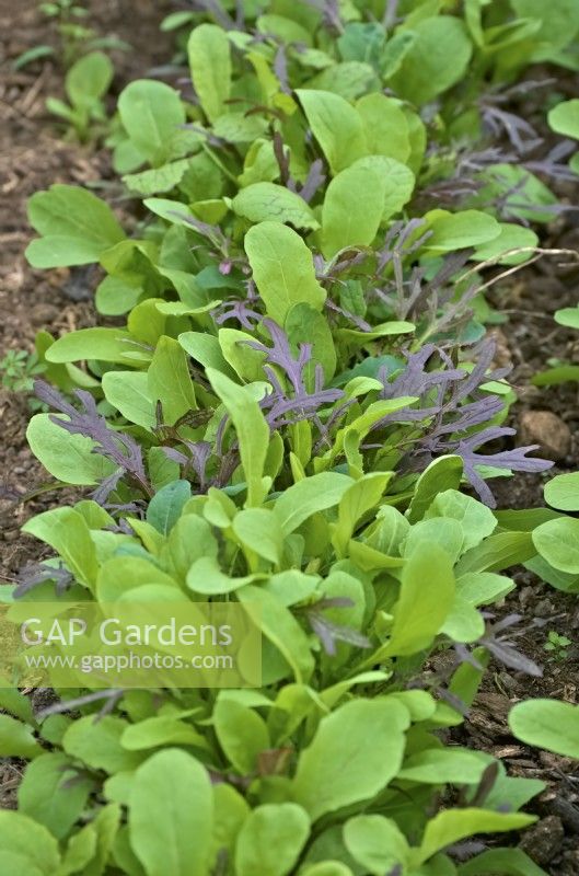 Salad mix - Lactuca sativa - protected lettuce crop for an early salad picking