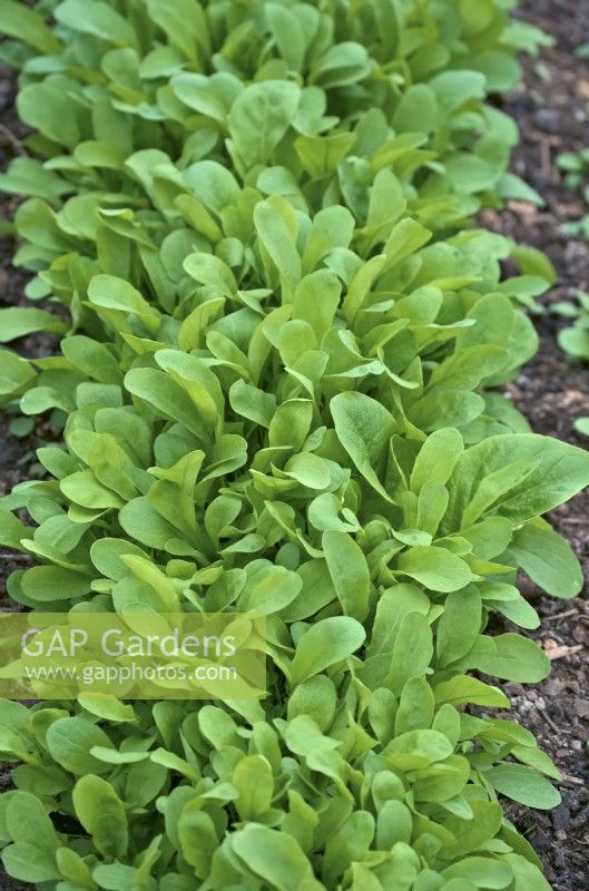 Rocket - Eruca vesicaria - protected crop for an early salad picking