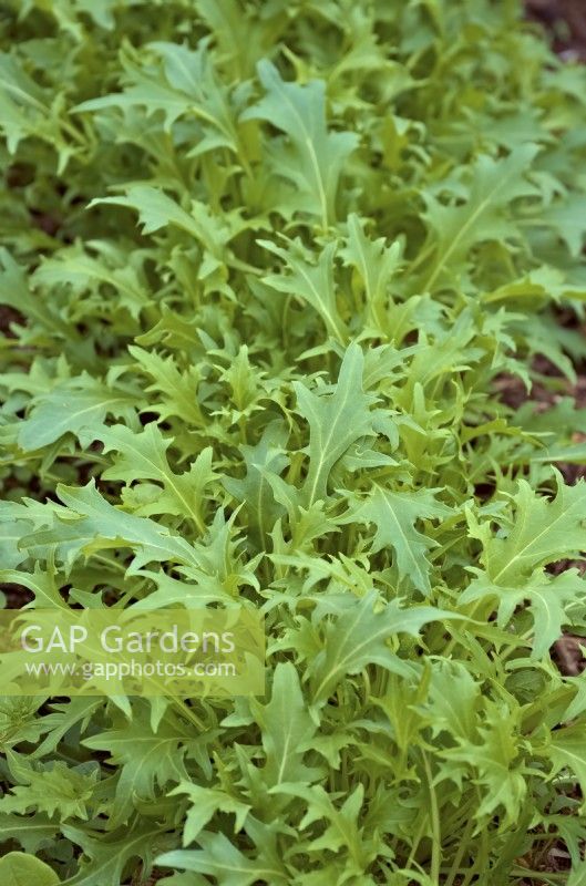 Mizuna - Brassica rapa nipposinica - protected crop for an early salad picking