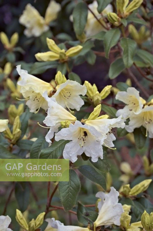 Rhododendron maddenii collection by Alan Clarke - a fragrant yellow plant
