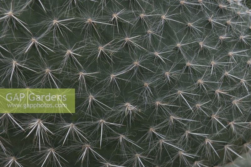 Opuntia ritteri, prickly pear cactus