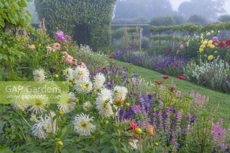 View along double borders of mixed Dahlias and Salvia horminum varieties flowering in a formal country garden in Summer - August