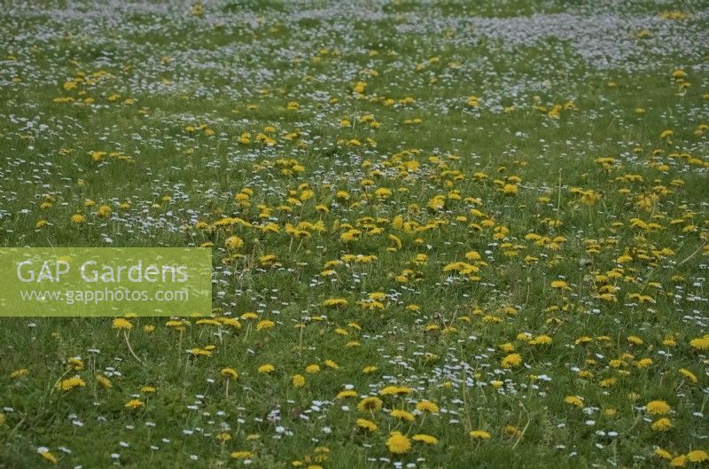 Dandelions - Taraxacum officinale and Daisies - Bellis perennis in a suburban mowed grass habitat during April