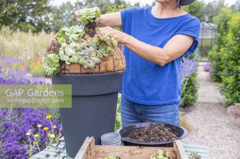 Woman planting succulents in the basket through the holes cut earlier