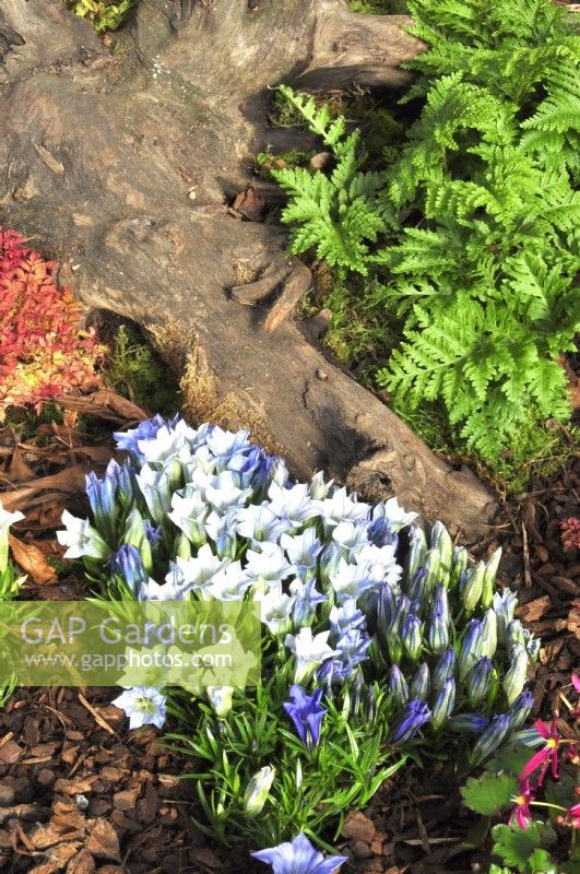 Autumnal border with plants on the bark-covered ground in woodland garden including: Gentiana Purity, Polypodium vulgaris 'Cornubiense' and tree stump, October

