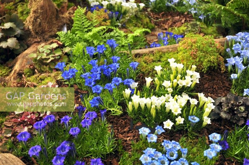 Autumnal border with plants on the bark-covered ground in woodland garden planted with: Gentiana 'Strathmore', Gentiana White Sapphire, Gentiana 'Shot Silk',Gentiana 'Starlight', Saxifraga fortunei 'crystal pink' , Aruncus aethusifolius, Saxifraga fortunei 'Black Ruby. October

