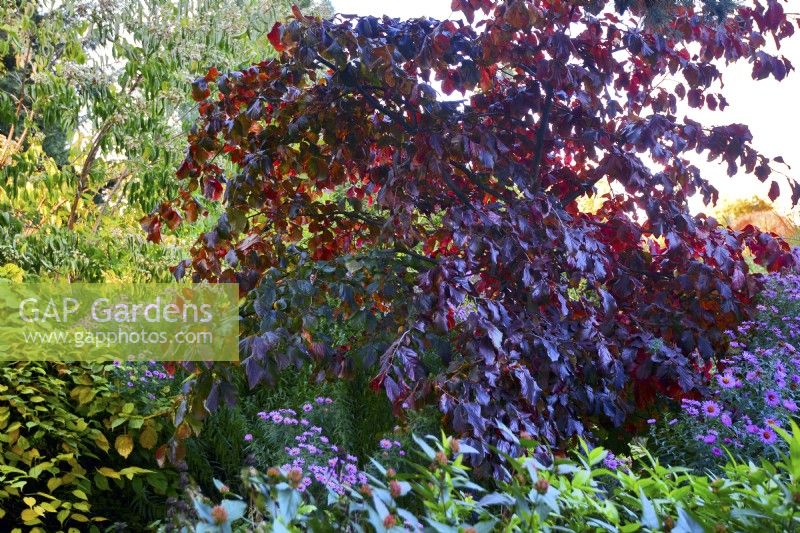 Parrotia persica - Persian ironwood in autumn garden. October