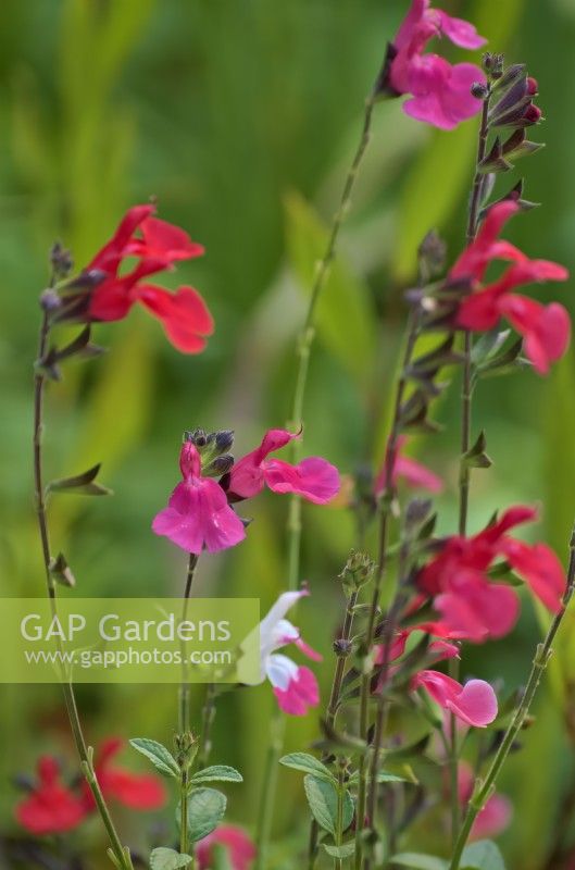 Four seedlling Salvias from Salvia 'Jeremy' produce very variable plants and do not breed true
