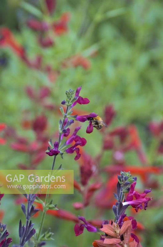 Common Carder Bumblebee - Bombus pascuorum feeding on Salvia