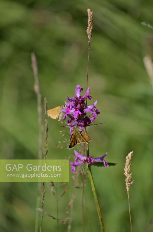 Betony - Stachys officinalis with Thymelicus sylvestris Small Skipper butterflies
