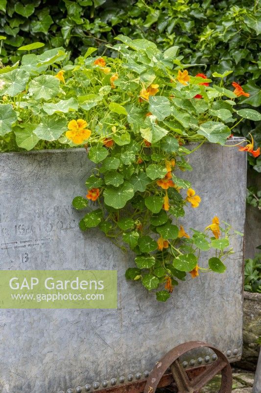 Nasturtiums trailing over the side of upcycled galvanised metal tank with wheels